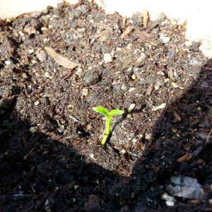 Just in time for Tu biShvat, we have sprouting etrog (Israeli citron) trees breaking soil!